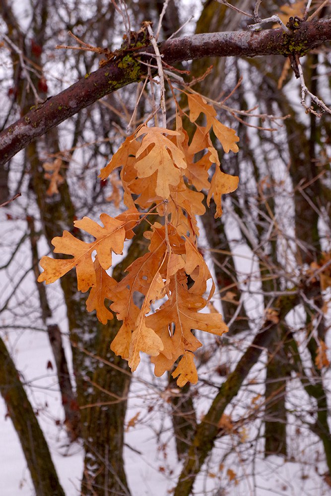 Quercus gambelii Leaves Winter 1 JWB19.JPG