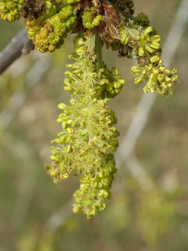 Quercus gambelii Male Flowers JWB15.JPG