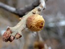 Quercus gambelii Stem Gall 1 JWB17.JPG