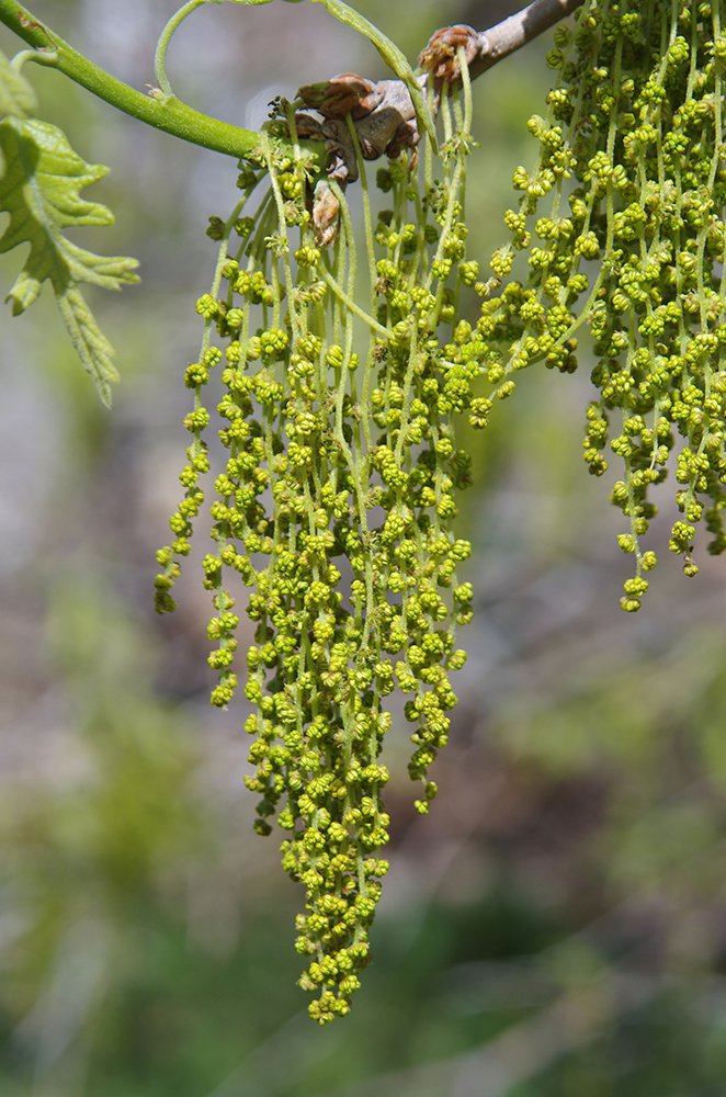 Quercus gambelii x Quercus kelogii A-6472 Male Flowers JWB14.JPG