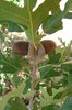 Quercus gambellii Acorn VL.JPG