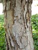Quercus muehlenbergii Bark 1 JWB17.JPG