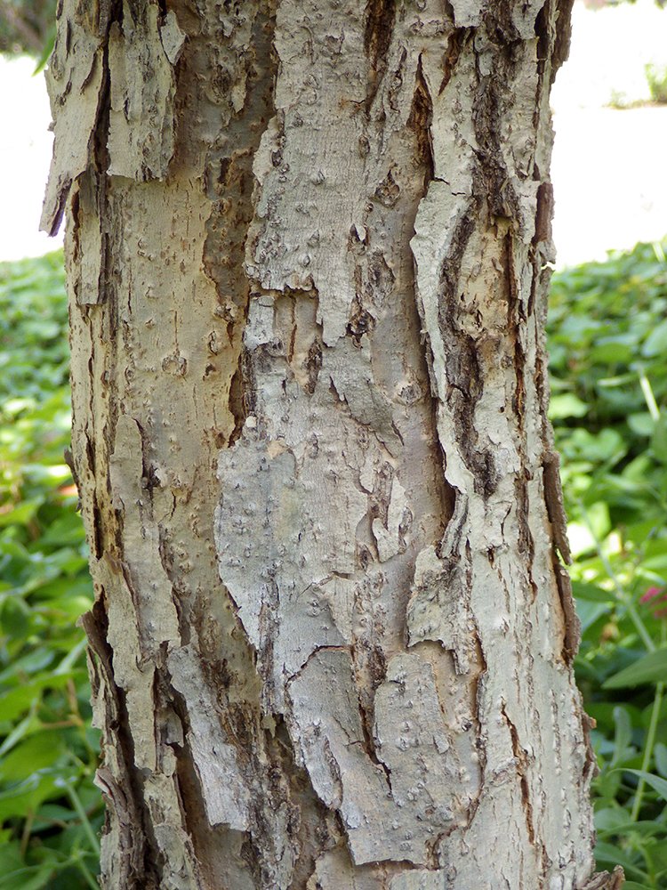 Quercus muehlenbergii Bark 1 JWB17.JPG