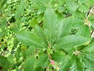 Quercus muehlenbergii Leaves 2 JWB17.JPG