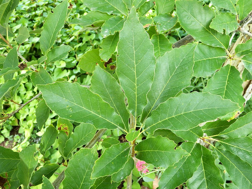 Quercus muehlenbergii Leaves 2 JWB17.JPG