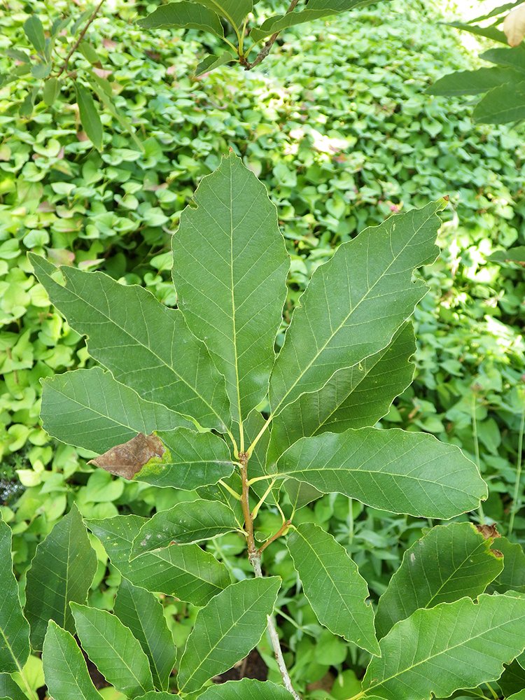Quercus muehlenbergii Leaves 3 JWB17.JPG