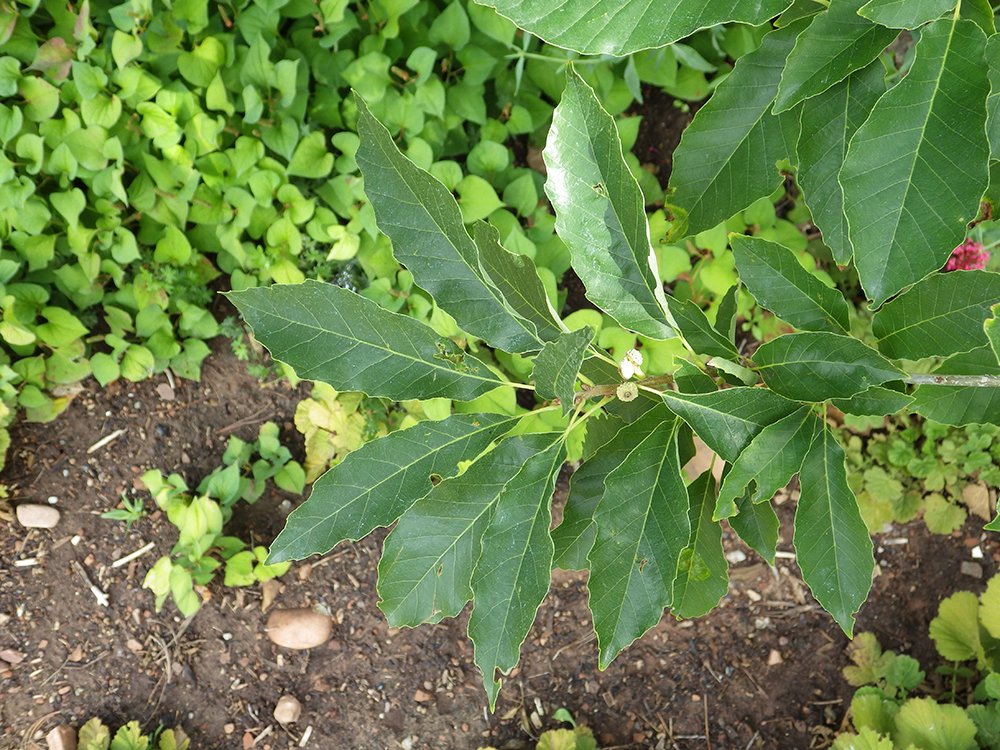 Quercus muehlenbergii Leaves 4 JWB17.JPG