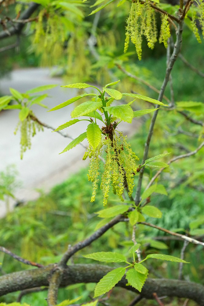 Quercus muhlenbergii Male Flowers 2 JWB18.JPG