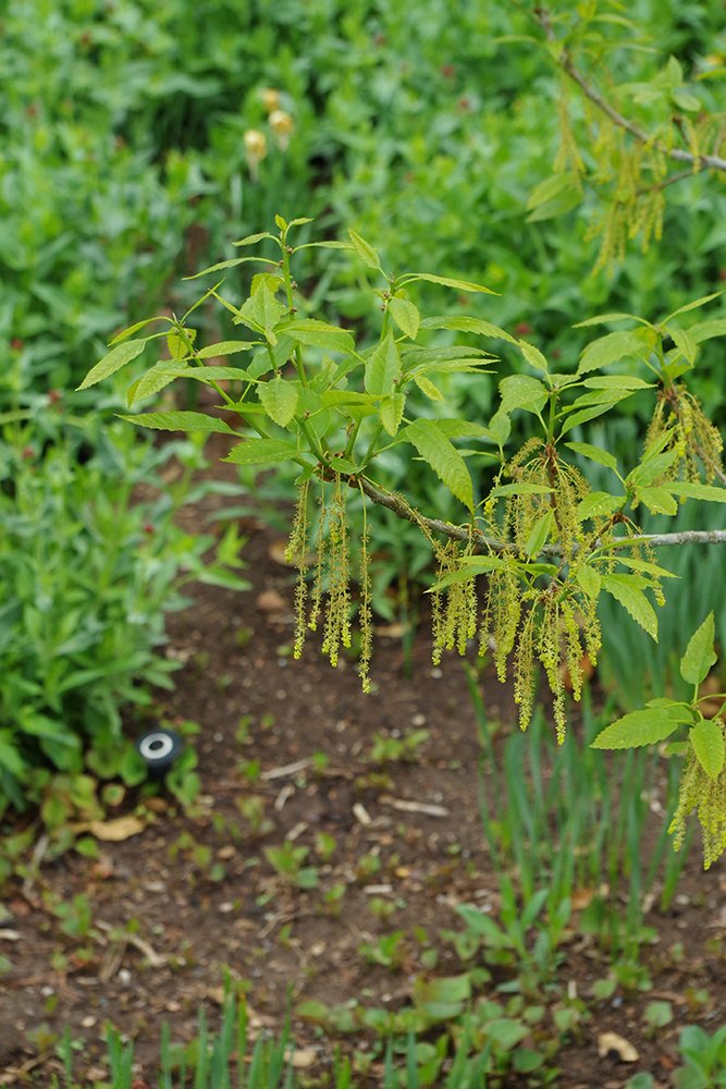 Quercus muhlenbergii Male Flowers 3 JWB18.JPG