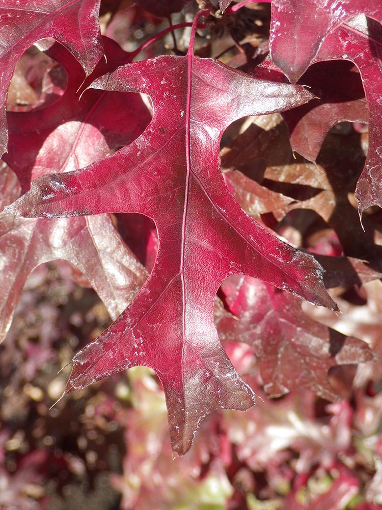 Quercus texana Fall Leaf JWB16.JPG