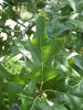 Quercus texana Leaf JWB17.JPG