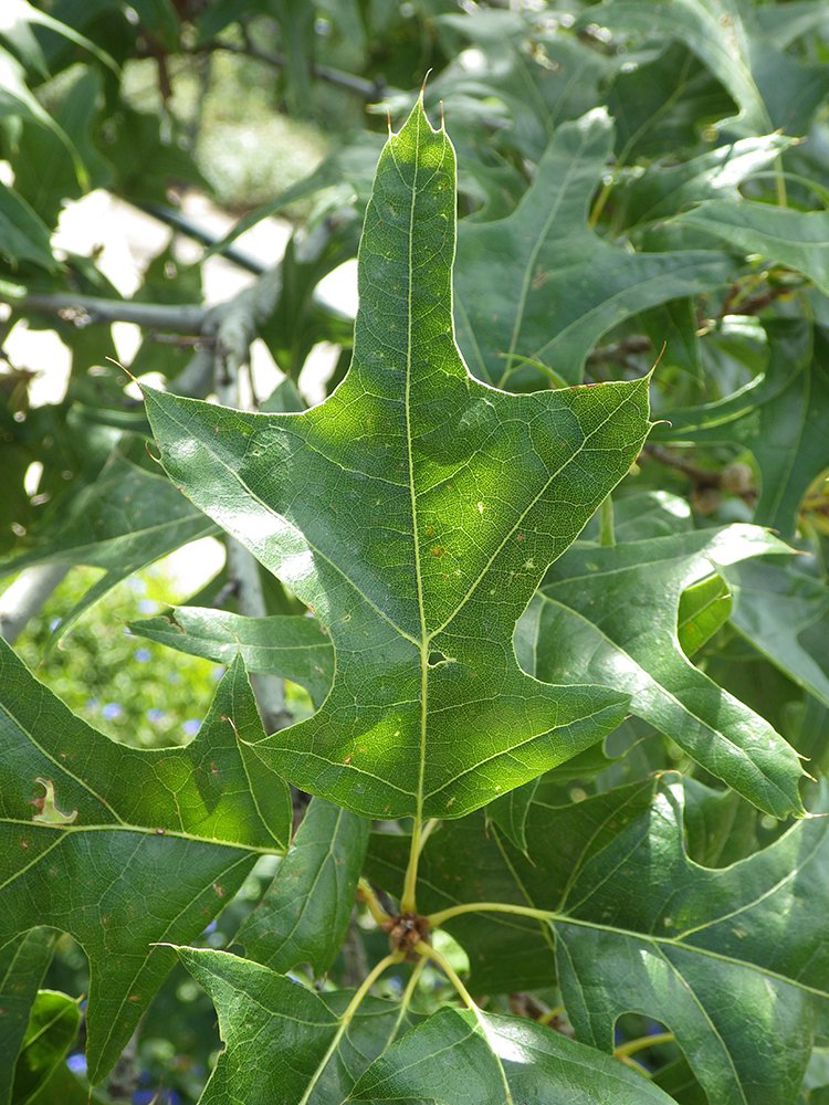 Quercus texana Leaf JWB17.JPG
