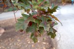 Quercus texana Leaves HMS15.JPG