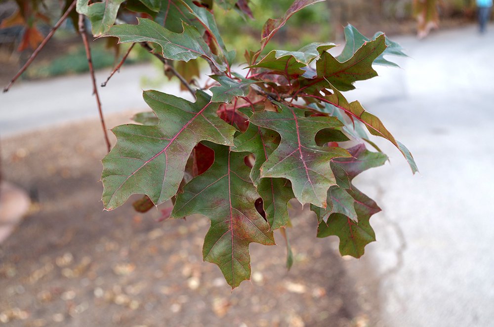Quercus texana Leaves HMS15.JPG
