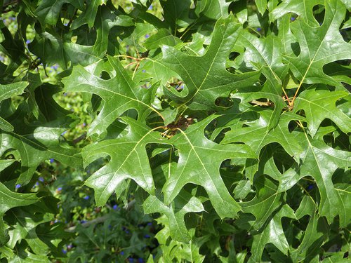 Quercus texana Leaves JWB17.JPG