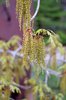 Quercus texana Male Flowers 1 JWB19.JPG