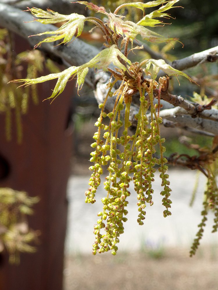 Quercus texana Male Flowers JWB16.JPG