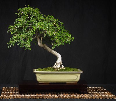 RBG-Bonsai-Show-green