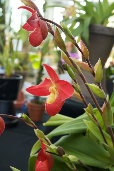 RBG-orchid-show-red