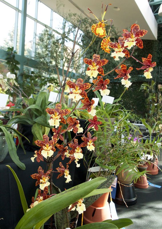 RBG-orchid-show-tiger-KR