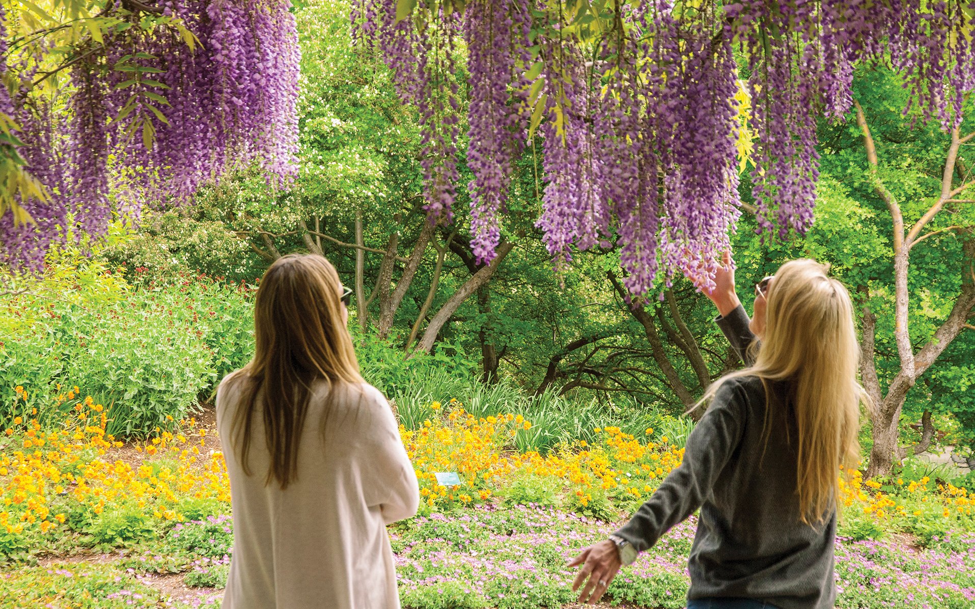 RBGWisteria-membership