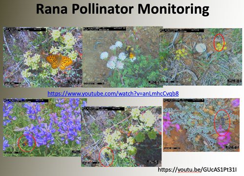 Rana-pollinator-monitoring