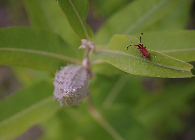 Red-Milkweed-Beetle-on-Asclepias-speciosa-Summer-3-HMS25