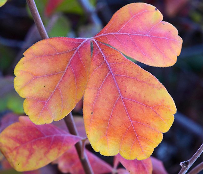 Rhus-aromatica-&#x27;Autumn-Amber&#x27;-Fall-Leaves-3-GLE22