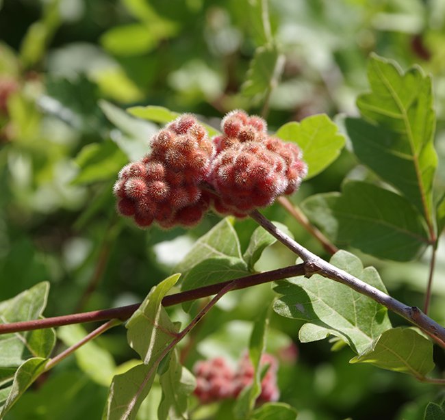 Rhus-trilobaga-Fruits-1-JWB22