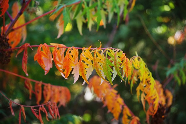 Rhus-typhina-&#x27;Laciniata&#x27;-Fall-HMS24