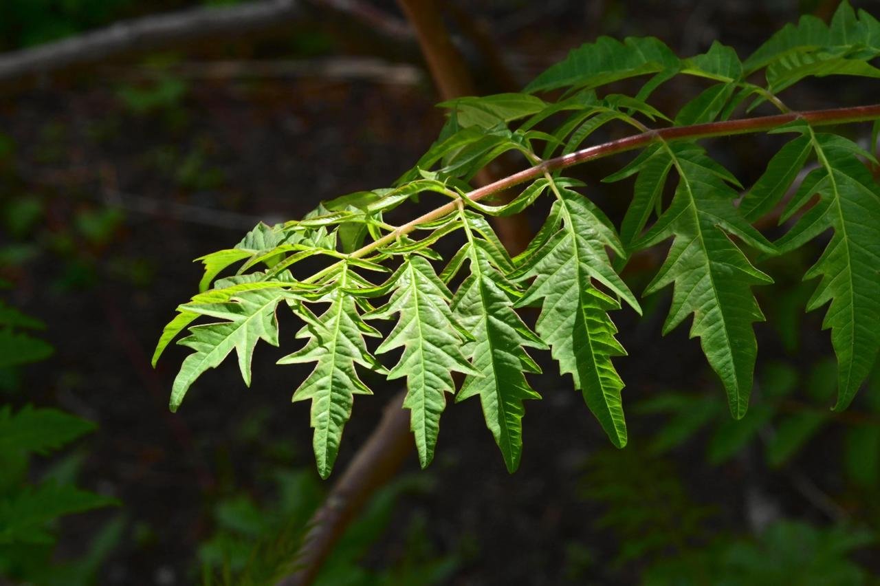 Rhus-typhina-'Laciniata'-Leaf-1-GLE21.JPG