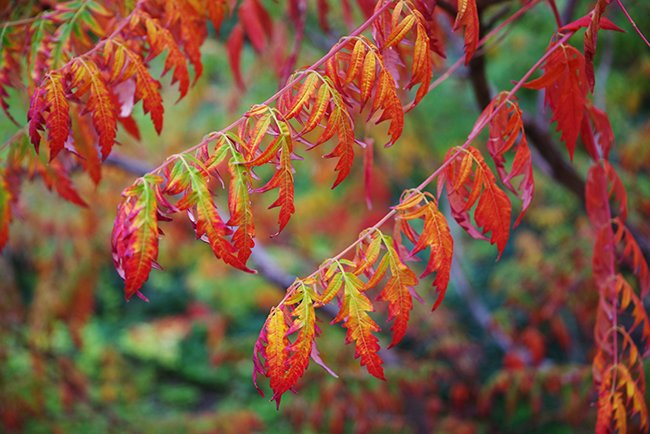 Rhus-typhina-&#x27;Laciniata&#x27;-Leaves-Falll-HMS23