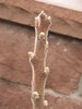 Rhus typhina 'Bailtiger' Branch Tip JWB17.JPG