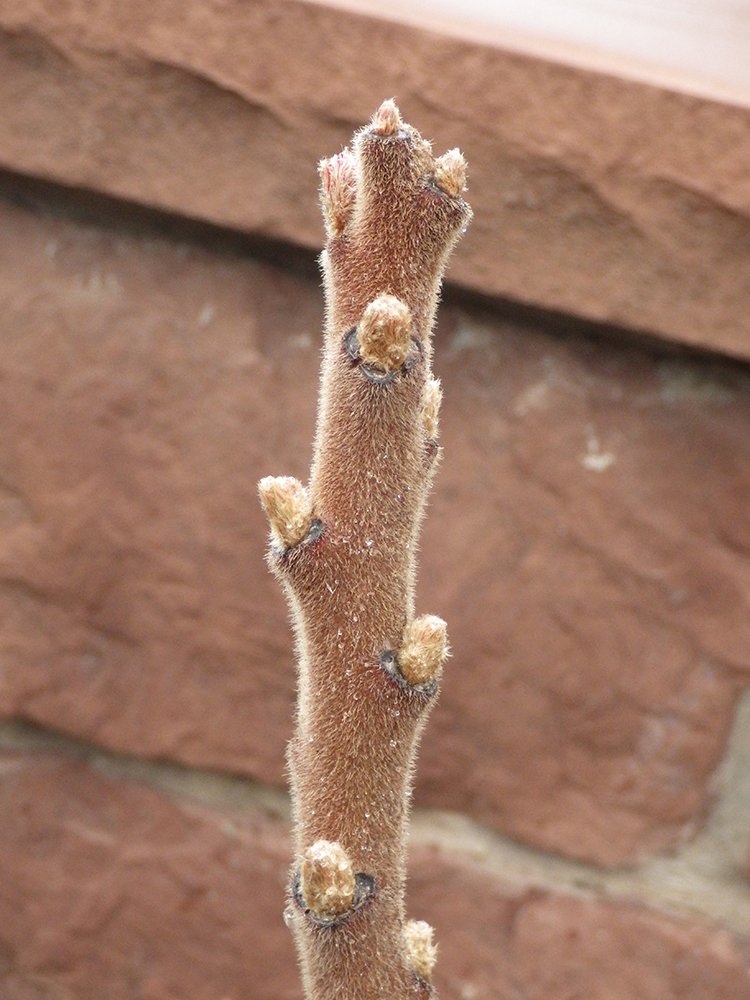 Rhus typhina 'Bailtiger' Branch Tip JWB17.JPG