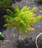 Rhus typhina 'Bailtiger' Habit JWB13.JPG