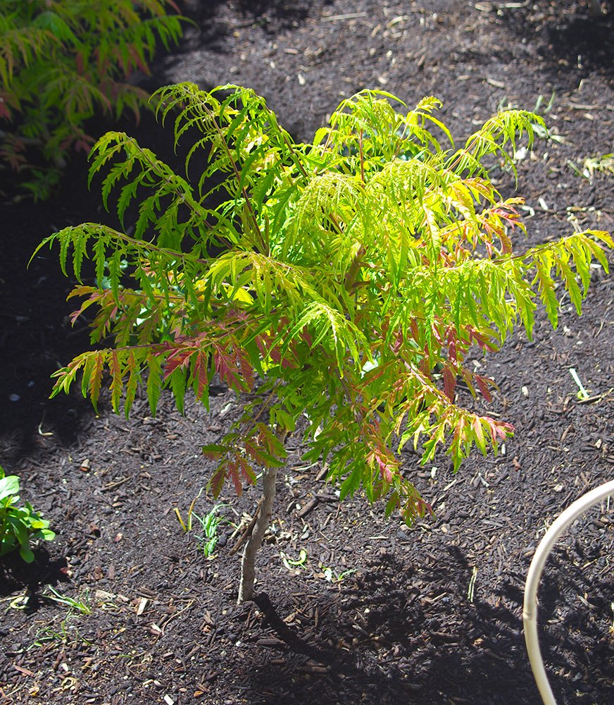 Rhus typhina 'Bailtiger' Habit JWB13.JPG
