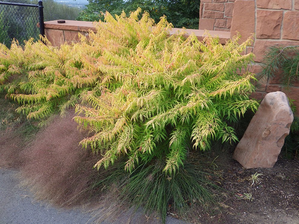 Rhus typhina 'Bailtiger' Habit JWB15.JPG