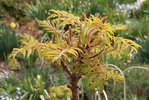 Rhus typhina 'Bailtiger' KDW16.JPG