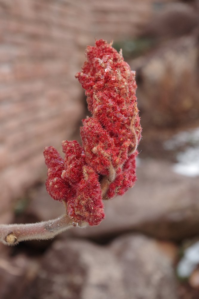 Rhus typhina Fruits 1 JWB19.JPG
