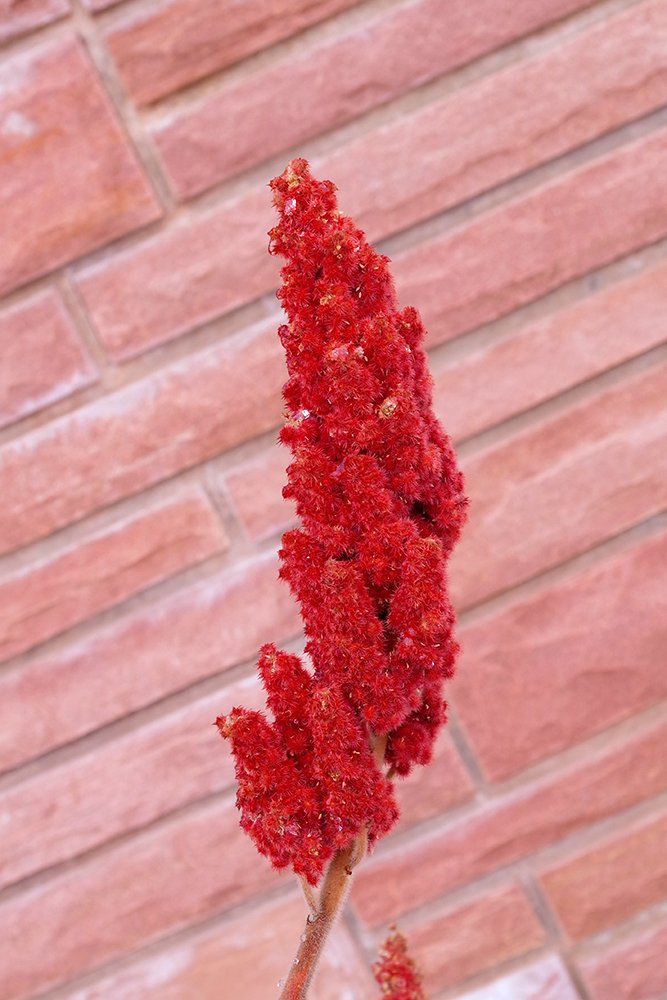 Rhus typhina Fruits 2 JWB19.JPG