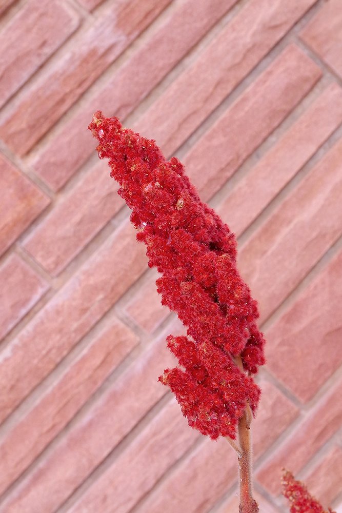 Rhus typhina Fruits 3 JWB19.JPG