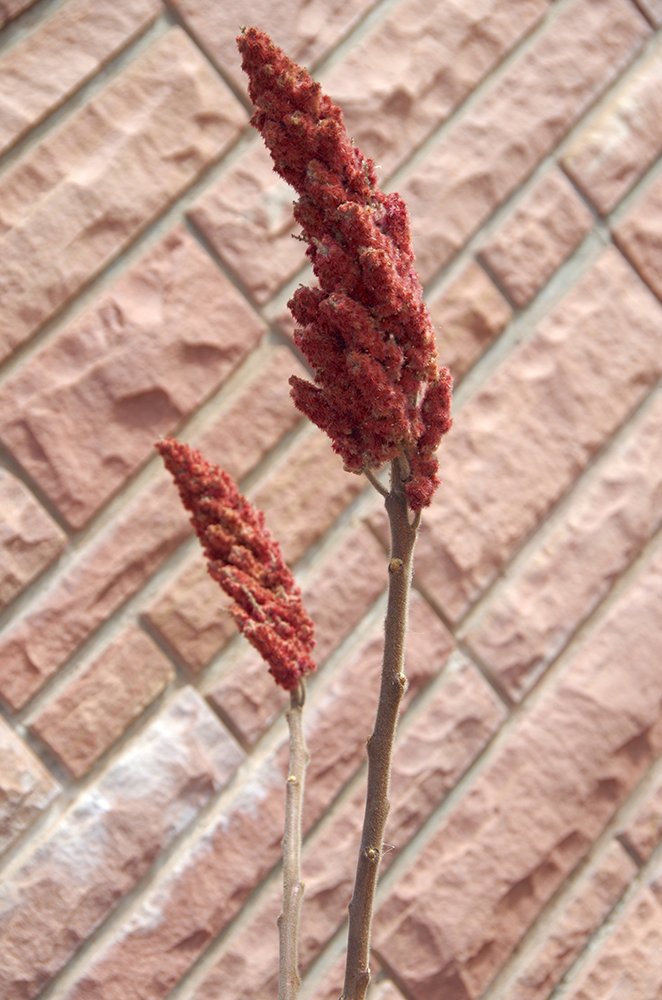 Rhus typhina Fruits JMH17.JPG