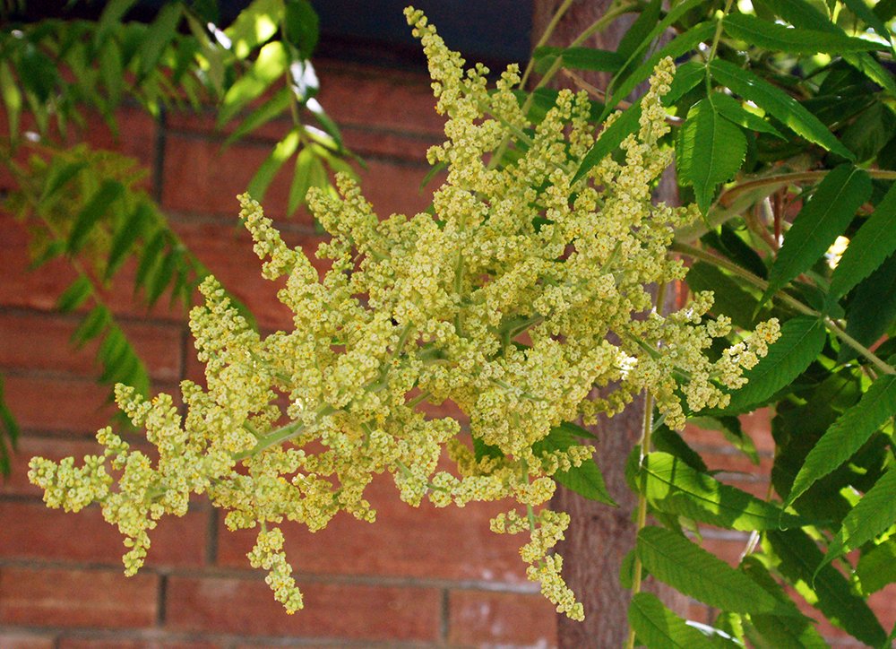 Rhus typhina Inflorescence JWB.JPG