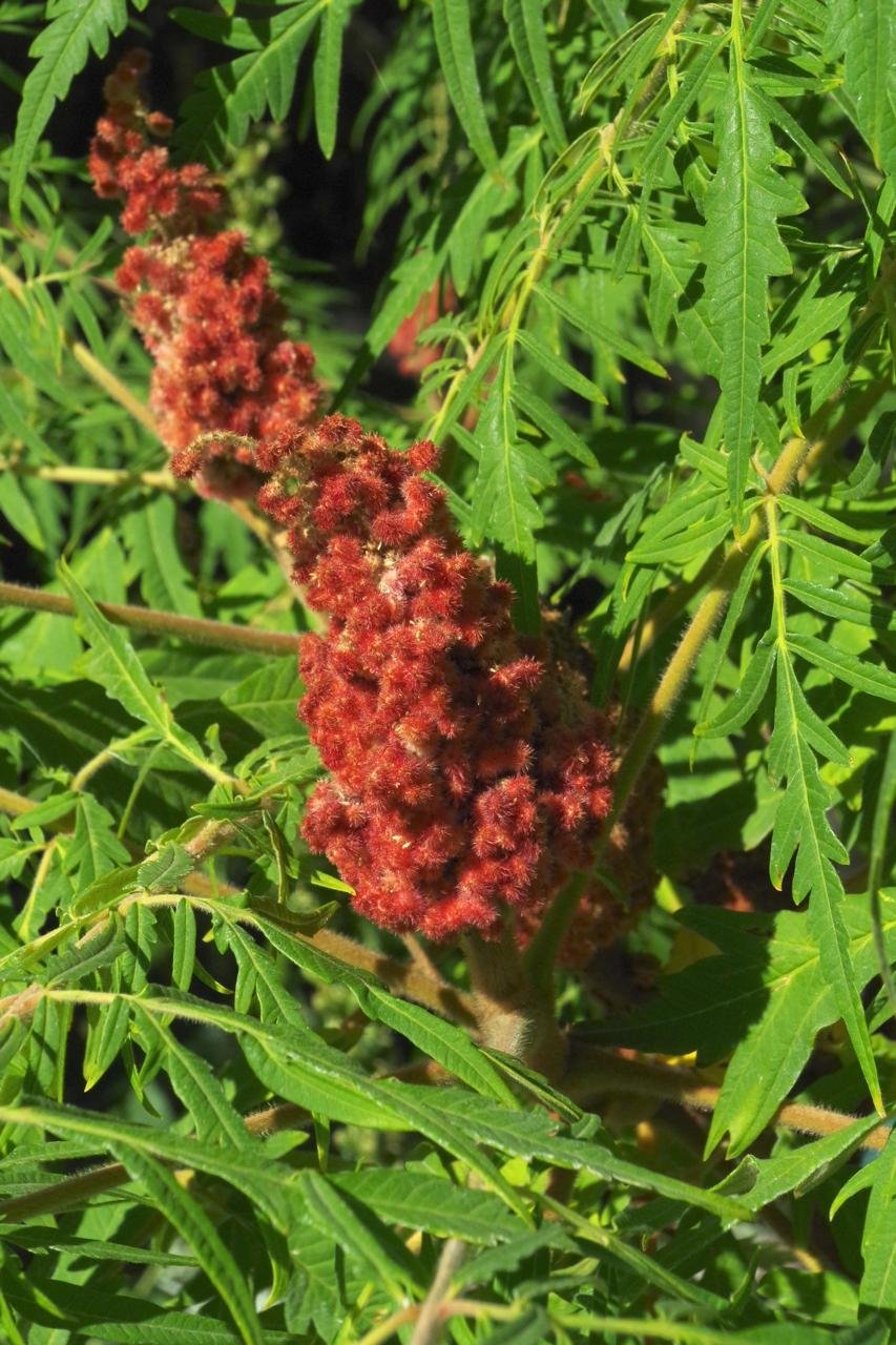 Rhus typhina 'Laciniata' 1 HMS18.JPG