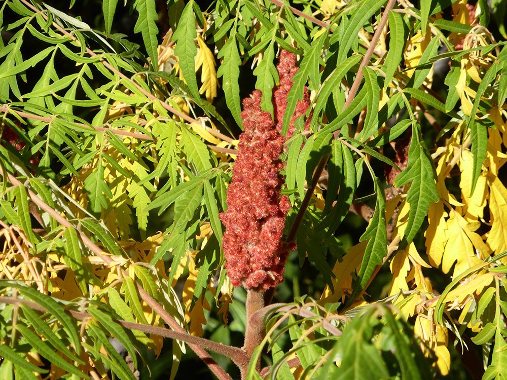 Rhus typhina 'Laciniata' Fruit HMS16.JPG