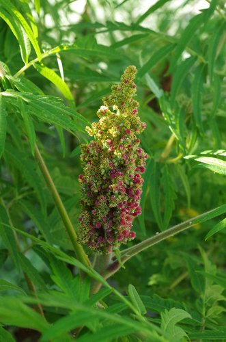 Rhus typhina 'Laciniata' Fruit JAM16.JPG