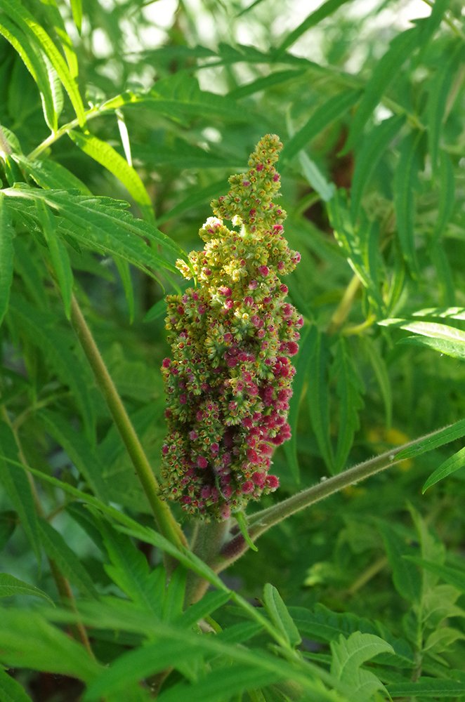 Rhus typhina 'Laciniata' Fruit JAM16.JPG
