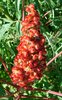 Rhus typhina 'Laciniata' Fruit VL.jpg