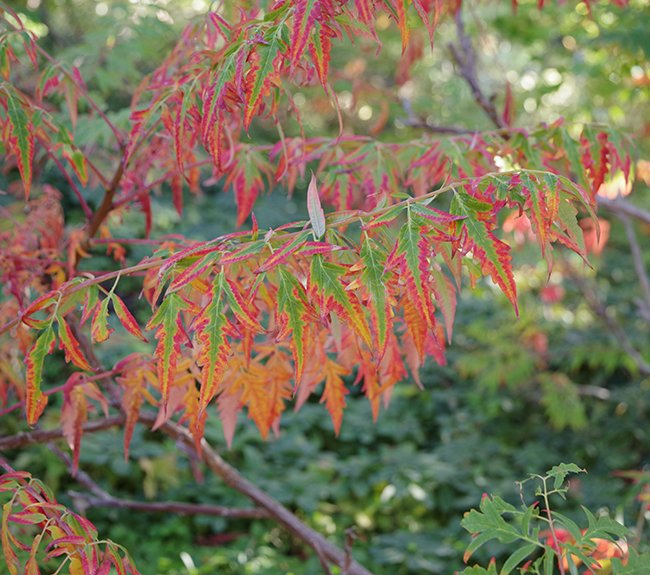 Rhus