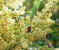 Rhus typhina Pollination JWB.JPG